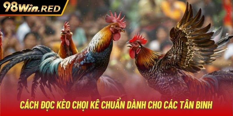 Cách đọc kèo chọi kê chuẩn dành cho các tân binh