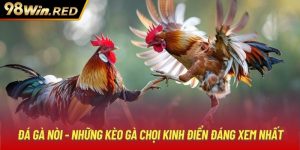 Đá Gà Nòi - Những Kèo Gà Chọi Kinh Điển Đáng Xem Nhất