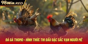 Đá Gà Thomo - Hình Thức Thi Đấu Đặc Sắc Vạn Người Mê