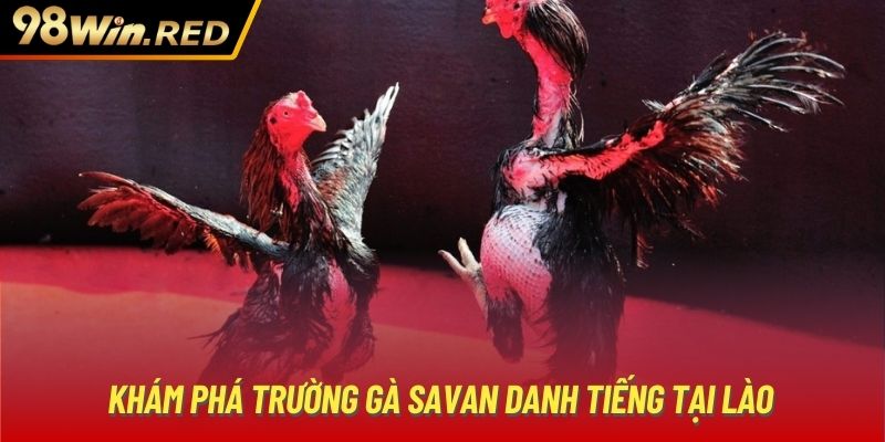 Khám phá trường gà Savan danh tiếng tại Lào