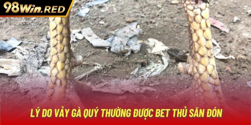 Lý do vảy gà quý thường được bet thủ săn đón