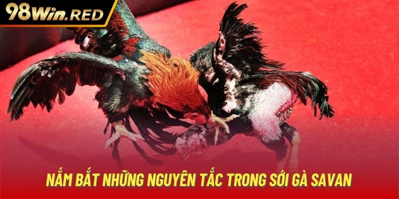 Nắm bắt những nguyên tắc trong sới gà Savan