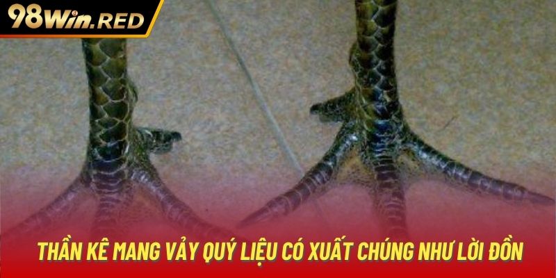 Thần kê mang vảy quý liệu có xuất chúng như lời đồn